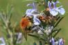 Bombus humilis